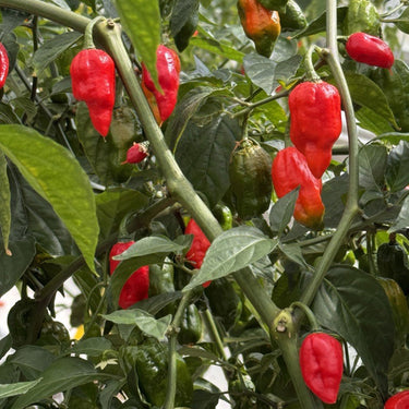 Ghost Pepper Seeds - The Pepper Pantry (Formerly Marie Sharp's)